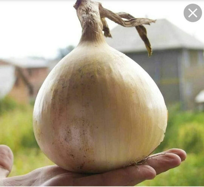 KNESSiN Easy to Grow Chalcedon Giant Onion Vegetable Seeds for Garden-(2400 Seeds) Seed(2400 per packet)