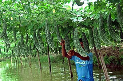 CYBEXIS PUAS-43 - Bitter Gourd F-1 Green Long - (900 Seeds) Seed(900 per packet)