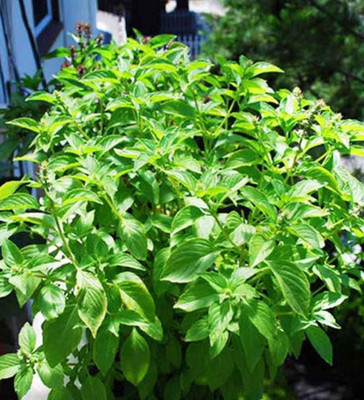 WILLVINE VXI-11 Basil- Mrs Burns Lemon seeds Seed(1000 per packet)