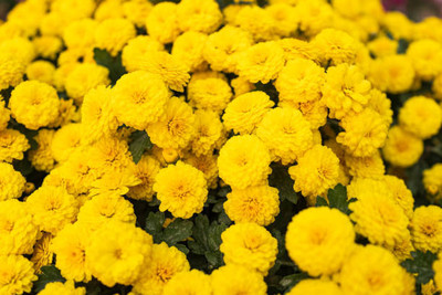 Hanu marigold/gende ka phool flower seeds Seed(50 per packet)