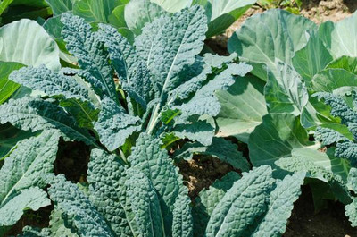 KNESSiN Plain-Leaf Kale Seed(200 per packet)