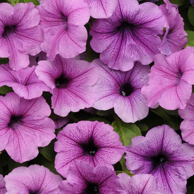 CYBEXIS Spreading Petunia Plum Vein Flower Seeds Seed(50 per packet)
