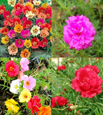 ibains moss rose seeds all colours hybrid 60 Seed(60 per packet)