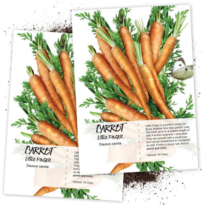 WILLVINE Little Finger Carrot (Daucus carota)-2 x Packet Seed(200 per packet)