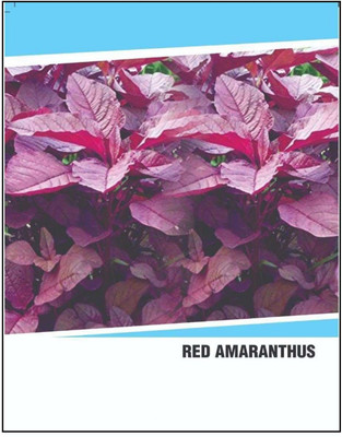CYBEXIS Hybrid Red Amaranthus Seeds(2000 Seeds) Seed(2000 per packet)