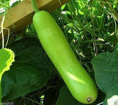 CYBEXIS LXI-39 - Bottle Gourd - (300 Seeds) Seed(300 per packet)