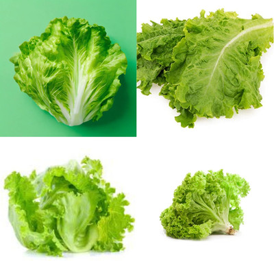 ibains Lettuce plant mix seeds bij 26 Seed(26 per packet)