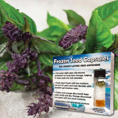 KNESSiN FROZEN CAPSULES Licorice Basil (Ocimum basilicum)[400 Seeds] Seed(400 per packet)