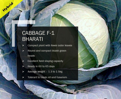 VibeX CABBAGE F-1 BHARATI SEEDS(2500 Seeds) Seed(2500 per packet)