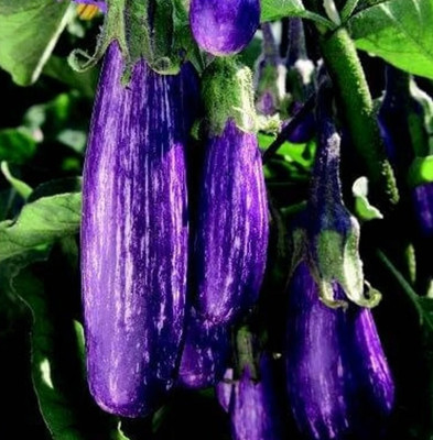 CALIBER Fairytale Eggplant Seeds Seed(500 per packet)