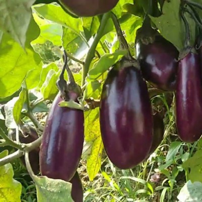 SREE Muktakeshi Black Brinjal, Organic Brinjal seed, Bengan Hybird, Brinjal Seed(500 per packet)