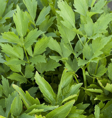 VibeX VXI-19 - Lovage Herb - (2250 Seeds) Seed(2250 per packet)
