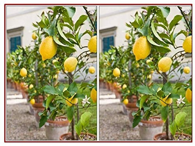 KNESSiN Hybrid Kagzi Lemon Dwarf Variety Seed(25 per packet)