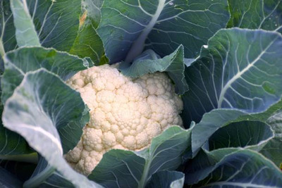 seedito white cauliflower,gobhee seeds Seed(10 per packet)