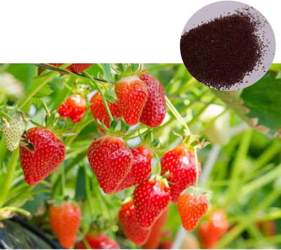 KNESSiN Red Strawberry Fruit Seeds Plant Seeds Seed(50 per packet)