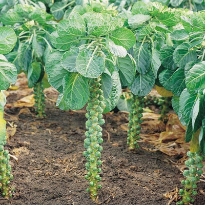 KNESSiN Brussels Sprout Seed(200 per packet)