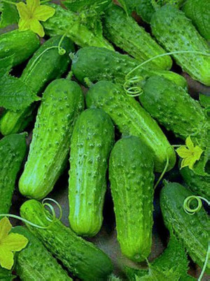 ibains Cucumber seeds f1 hybrid snow white Seed(112 per packet)