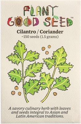 VibeX KGF -71 - Organic Cilantro - (250 Seeds) Seed(250 per packet)