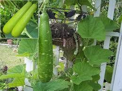 Dbbrothers Bottle gourd seeds hybrid for summer pack of 23 Seed(23 per packet)