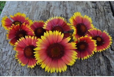 WATIKA Gaillardia aristata Seed(80 per packet)