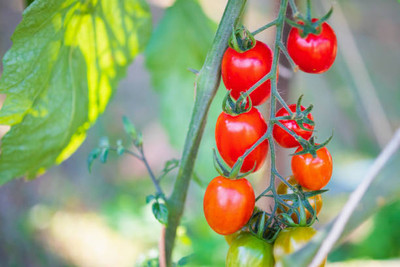sbseeds tomato Seed(55 per packet)