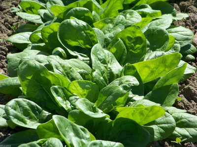 VibeX ® RXI-253 Bloomsdale Spinach Disease Resistance Seed(500 per packet)
