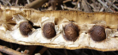 CYBEXIS NDIR-85 - Moringa Saijan ki PhalliSaragavo - (1350 Seeds) Seed(1350 per packet)