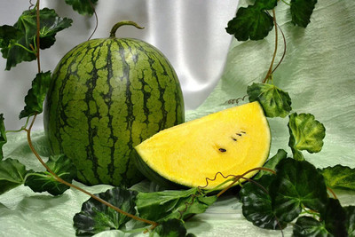 CYBEXIS LX-98 - Yellow Watermelon - (1350 Seeds) Seed(1350 per packet)