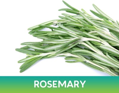 Quentova Rosemary Organic Herb Shrub Plant-VII-22Q Seed(50 per packet)