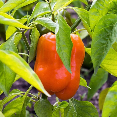 GREENSEA Capsicum/Shimla Mirch Seed(111 per packet)