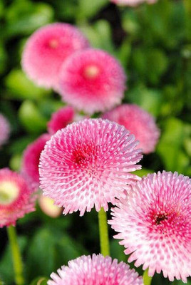 Aywal Daisy Flower Seed(70 per packet)