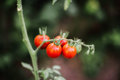 SOWCAN tomato Seed(135 per packet)