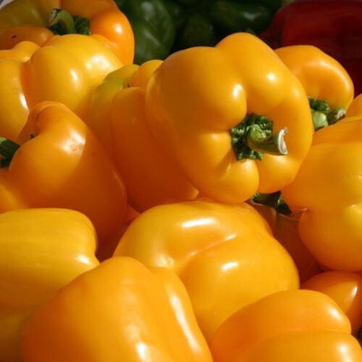 fixeded Orange capsicum Seed(50 per packet)