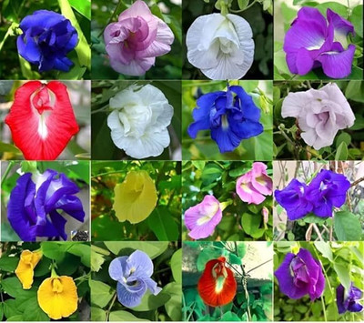 isarkars ™️Aparajita Seeds, Mixed Colors, ButterflyPea Seed(31 per packet)