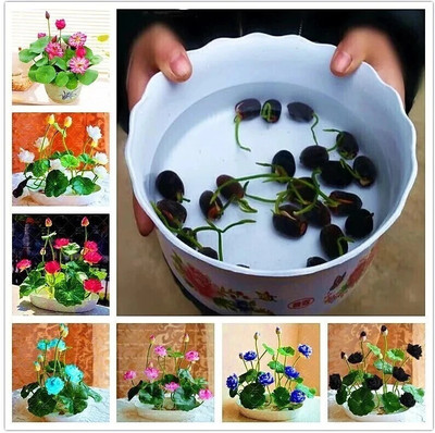Agri care japanese BONSAI Lotus seeds, DRAWF TOKIYO varaiety, Kamal seeds, kamal gatta Seed, BEST Seed(11 per packet)
