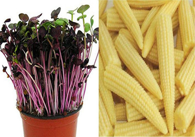 CRGO SWEETCORN , CORN , MAKKA Seed(15 per packet)