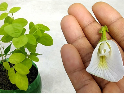 SREE Aparajita Double Mixed Seeds All Color, Butterfly Pea Seeds, Clitoria Ternatea Seed(35 per packet)