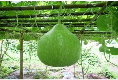 BSARKAR Round louki/ round birdhouse gourd seed Seed(20 per packet)