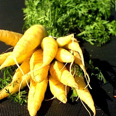 KNESSiN Carrot Spanish Yellow Cream Seed(2500 per packet)