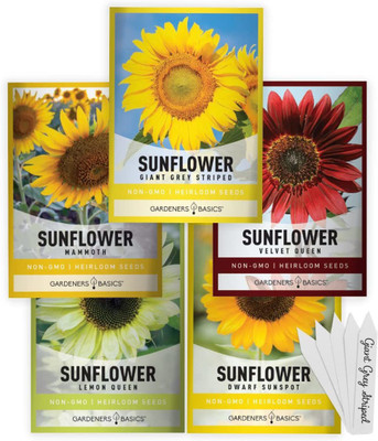 VibeX LXI-73 - Velvet QueenSunspotLemon QueenGiant Mammoth Sunflower - (1350 Seeds) Seed(1350 per packet)