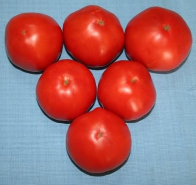 CYBEXIS Tomato Seed(500 per packet)