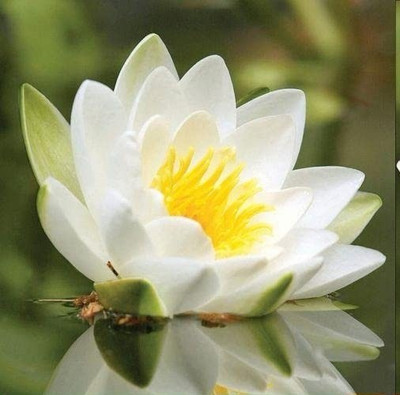 CYBEXIS TLX-24 - Finest Viable Aquatic Water Lily/Lotus - (30 Seeds) Seed(30 per packet)
