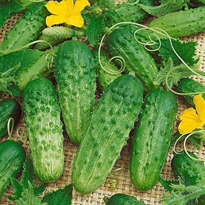 Qualtivate RES-3A Pick-a-Bushel Hybrid Cucumber Seeds Seed(300 per packet)