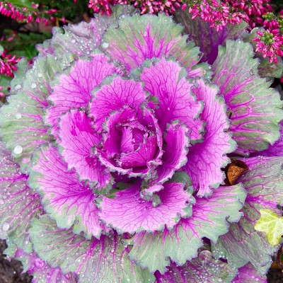 WILLVINE HAR -IV Brassica Oleracea Ornamental Cabbage [50g] Seed(15000 per packet)