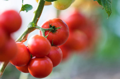 Epoojacart tomato Seed(100 per packet)
