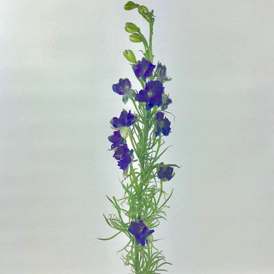 XOLDA Exotic larkspur Seed(21 per packet)
