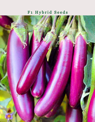 CYBEXIS HUA-82 - BrinjalEggplant Long F1 Hybrid - (1350 Seeds) Seed(1350 per packet)