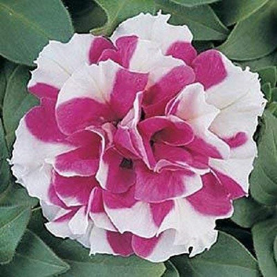 CYBEXIS Petunia Grandiflora F1 Double Duo Red - White Seed(50 per packet)