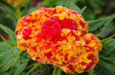 UGRA VARIEGATED COCKSCOMB Seed(15 per packet)