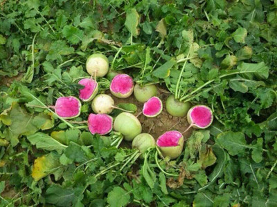 CYBEXIS Heirloom Hybrid Round White Red Redish Seeds2000 Seeds Seed(2000 per packet)